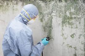 Best Water Damage & Mold Remediation  in Rock Hall, MD